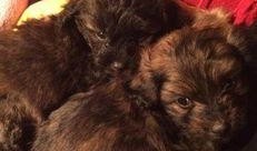 泰迪柯基吃瓜视频,萌态十足，网友直呼可爱爆表！