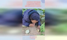 逆天丈母娘和女婿吃瓜视频,一场爆笑的家庭“战争”