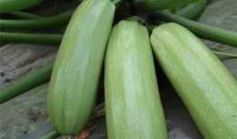 吃瓠子瓜的好处和坏处视频,营养与风险并存的绿色佳肴