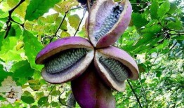 小孩吃八月瓜视频