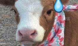 抖音小羊吃瓜视频大全集,小羊吃瓜视频大全集，笑料横生，欢乐无限