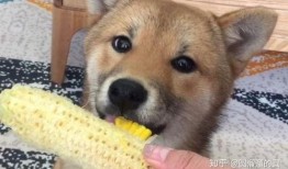 酥瓜小狗可以吃吗视频大全,视频大全揭秘