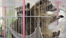 羊驼吃瓜完整视频,一场萌宠与夏日的甜蜜邂逅