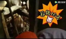 喂猪吃瓜视频在线观看,喂猪吃瓜视频在线观看，欢乐时光尽收眼底