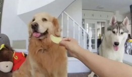 吃瓜狗子搞笑视频