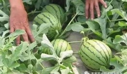 大爷树下吃瓜视频大全,大爷们的欢乐时光视频集锦