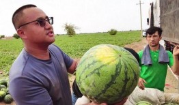 伊犁吃瓜新闻视频大全,趣味横生的视频大全集锦