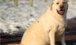 狗吃瓜拉布拉多会死吗视频,揭秘潜在致命风险