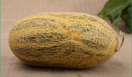 牛吃哈密瓜视频,趣味视频萌翻网友