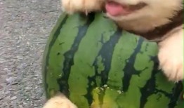 主人带狗吃瓜视频大全,狗狗带你看尽人间百态