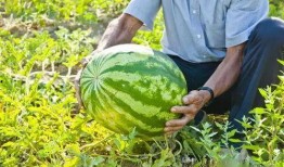 广西平南吃瓜视频,一场别开生面的吃瓜盛宴