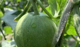 霸州益禾堂吃瓜视频,揭秘网红饮品店的幕后真相