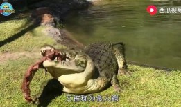 龙牙吃瓜现场视频,揭秘明星幕后趣事