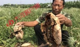 上安村吃瓜事件视频全集,揭秘视频全集背后的真相与争议