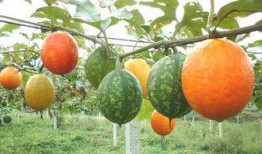 吊瓜怎么吃不烧心呢视频,轻松避免烧心不适