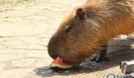 水豚吃瓜比赛视频大全,欢乐盛宴，瓜果飘香