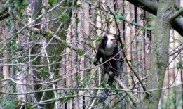 吃瓜动物视频大全下载免费,免费下载视频大全