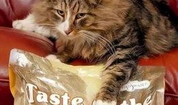 大猫吃瓜图片大全搞笑视频,萌宠界的“瓜王”争霸赛